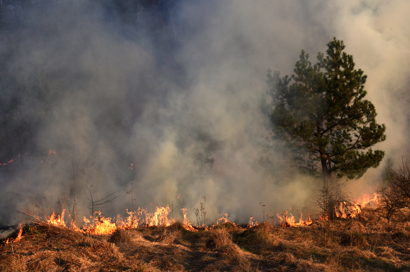 Wildfire flames spreading through dry grass beneath a smoky sky, with a lone tree at right