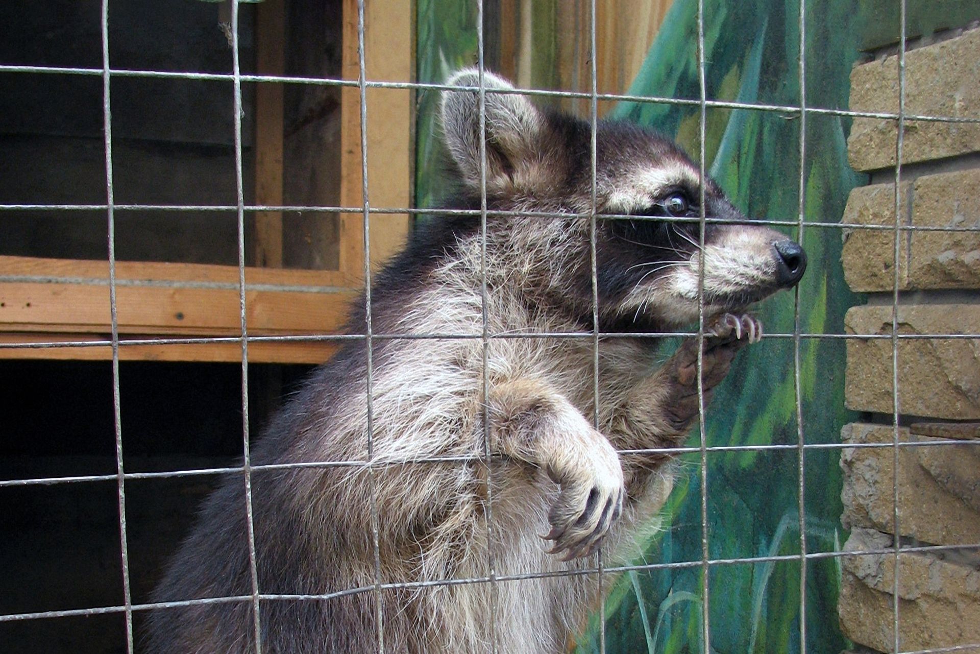 Wildlife Removal in Chicago, IL Wildlife Removal in Chicago, IL