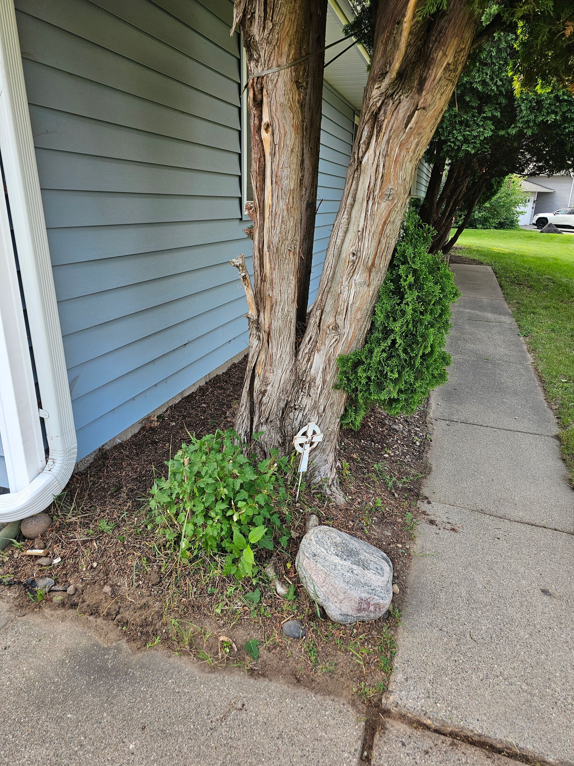 Tree trunk with peeling bark next to blue siding, with a concrete path and green bushes.
