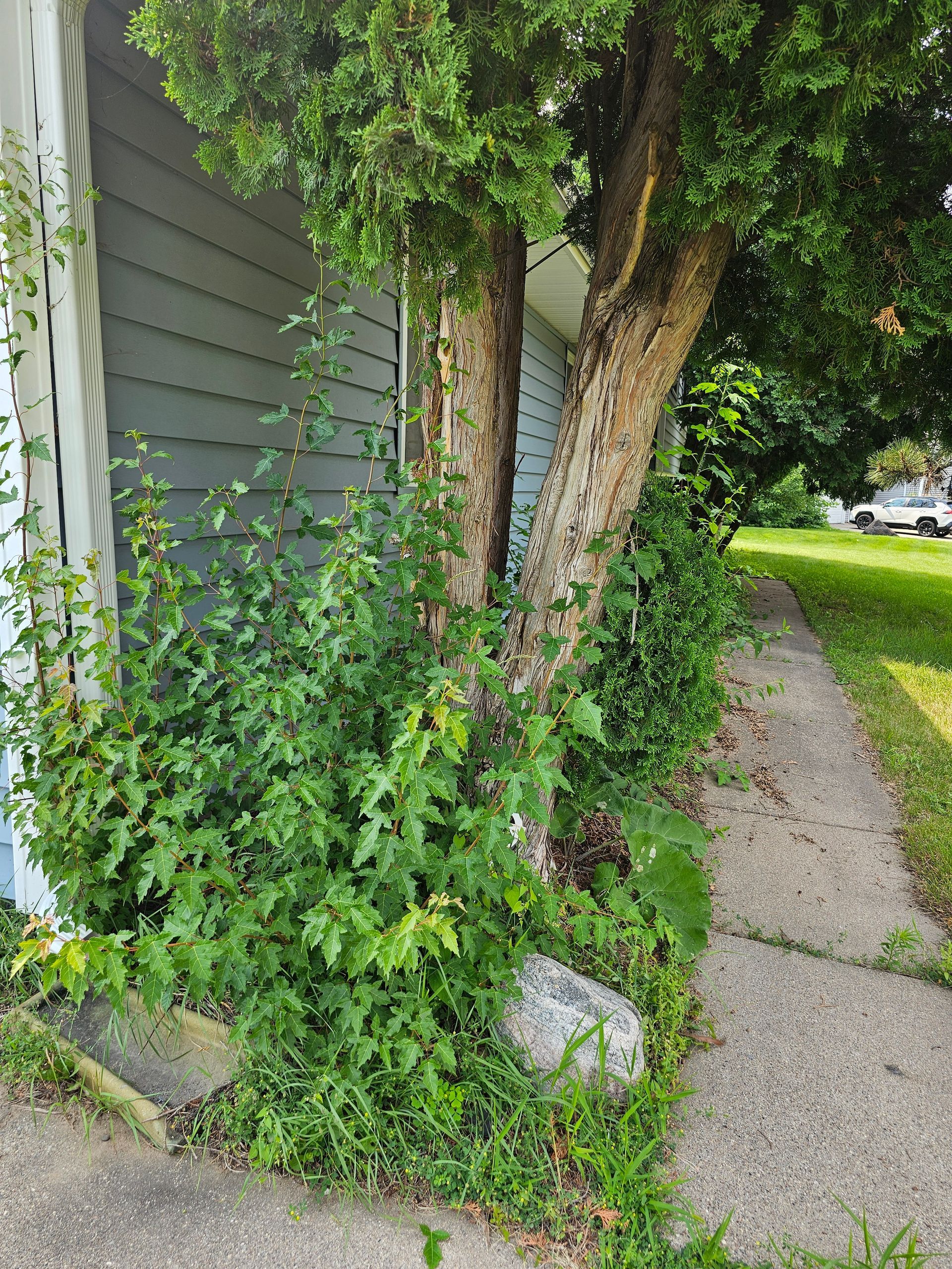 Tree trunk next to a house; dense green vegetation growing at base and along the wall.