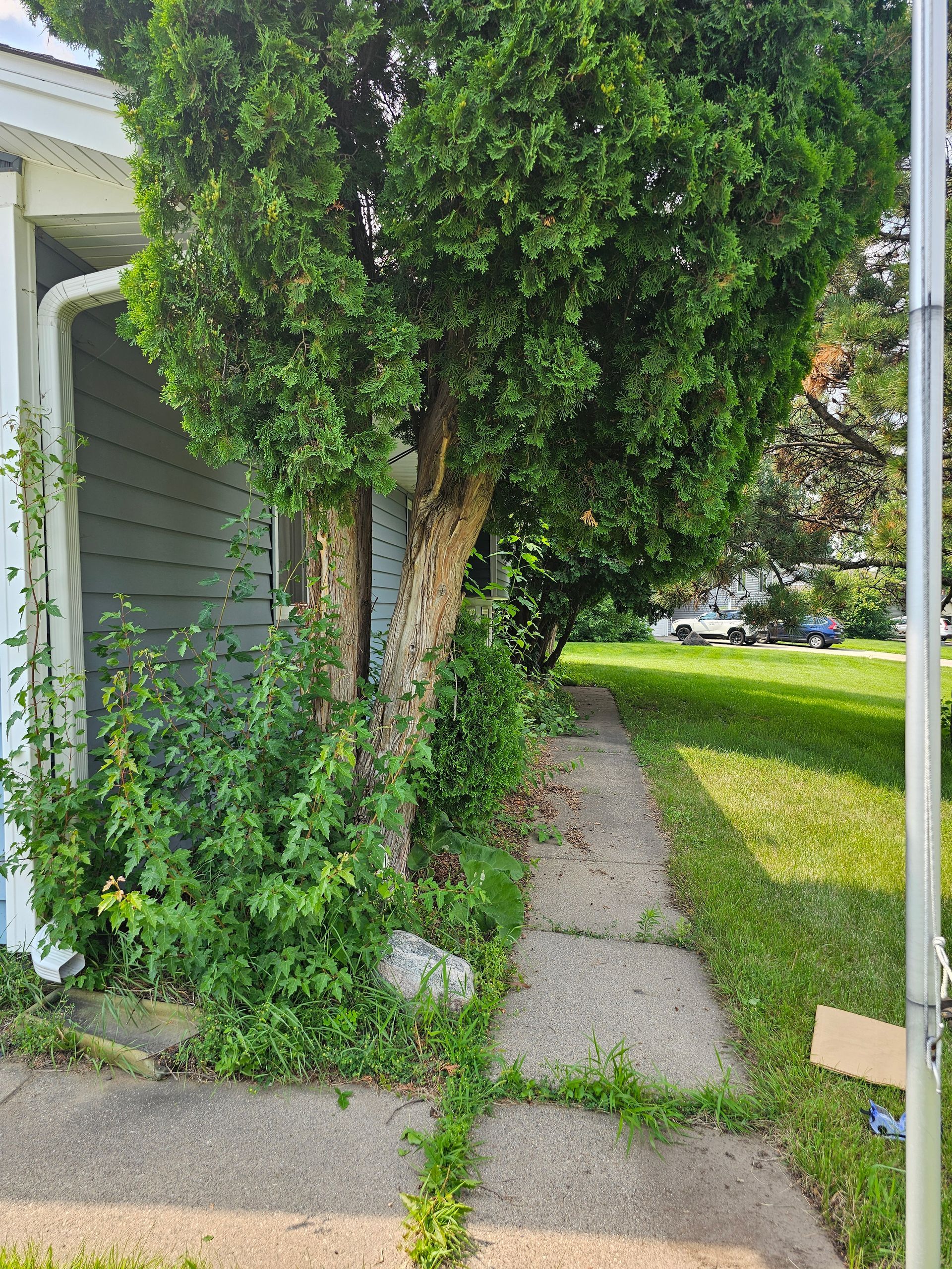 A concrete path overgrown with weeds leads toward a house with greenery engulfing the side.