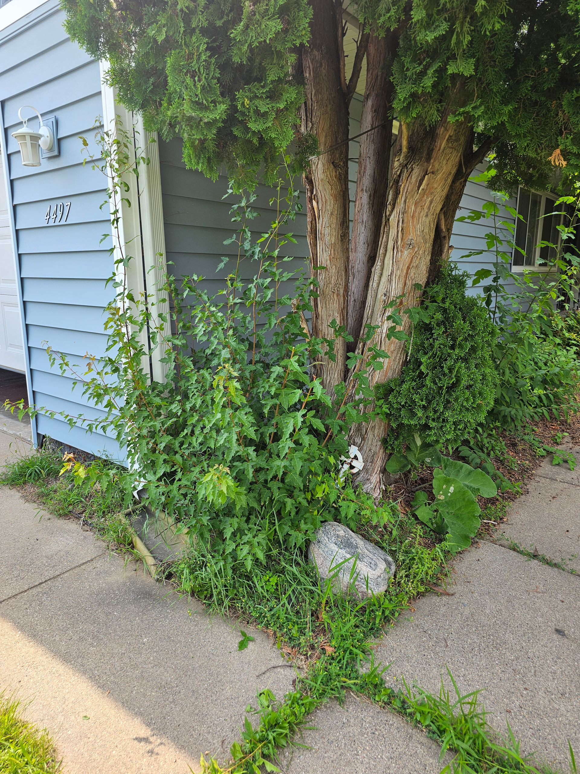 A tree grows next to a light blue building; weeds and plants grow around the tree and sidewalk.