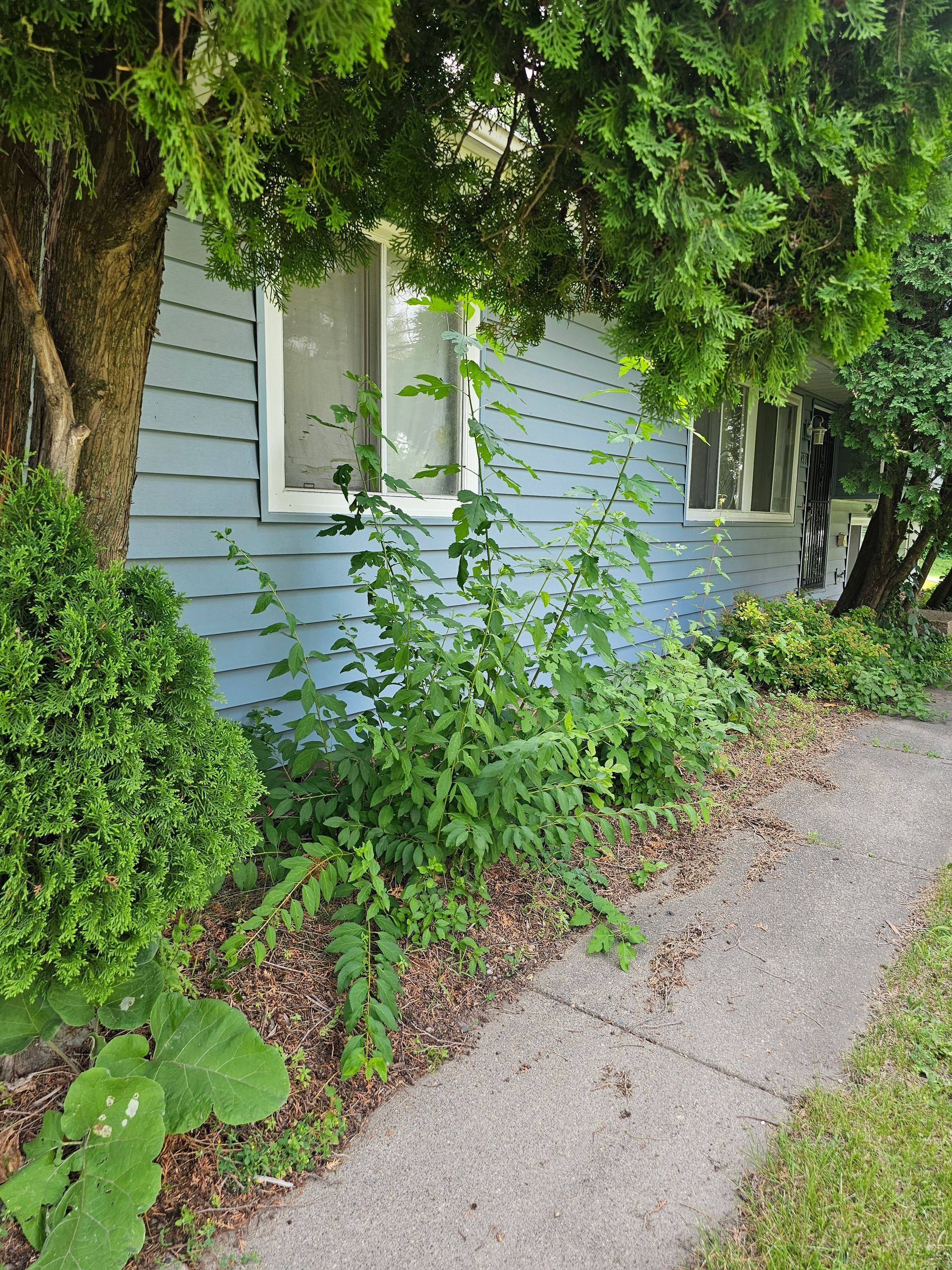 Side view of a light blue house with overgrown bushes along the sidewalk and a large tree.