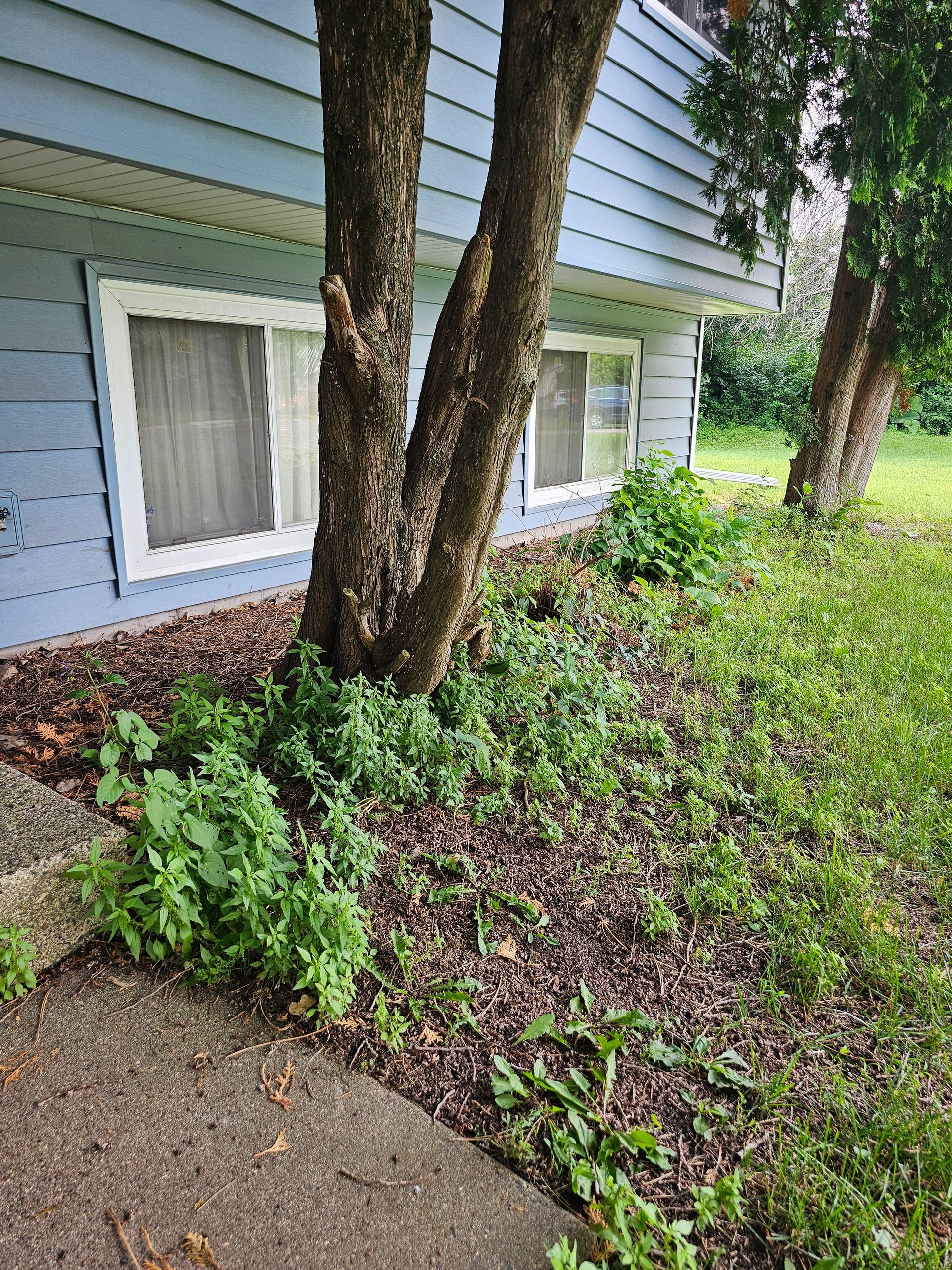 Two trees with rough bark grow in front of a light blue house with white trim.