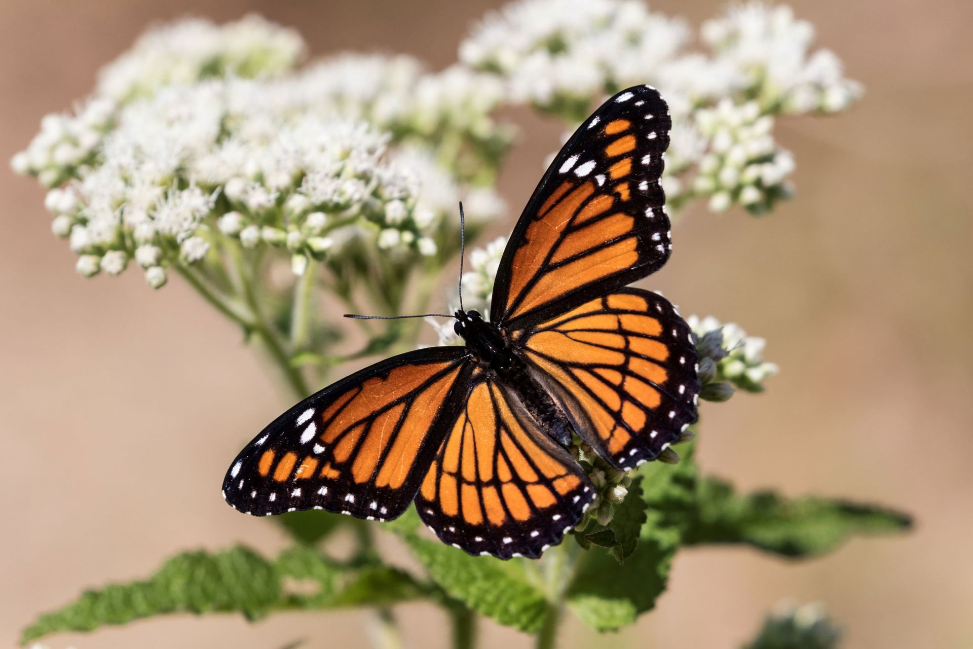 Butterfly Above The White Flower | Brea, CA | Accord Cremation & Burial Butterfly Above The White Flower | Brea, CA | Accord Cremation & Burial