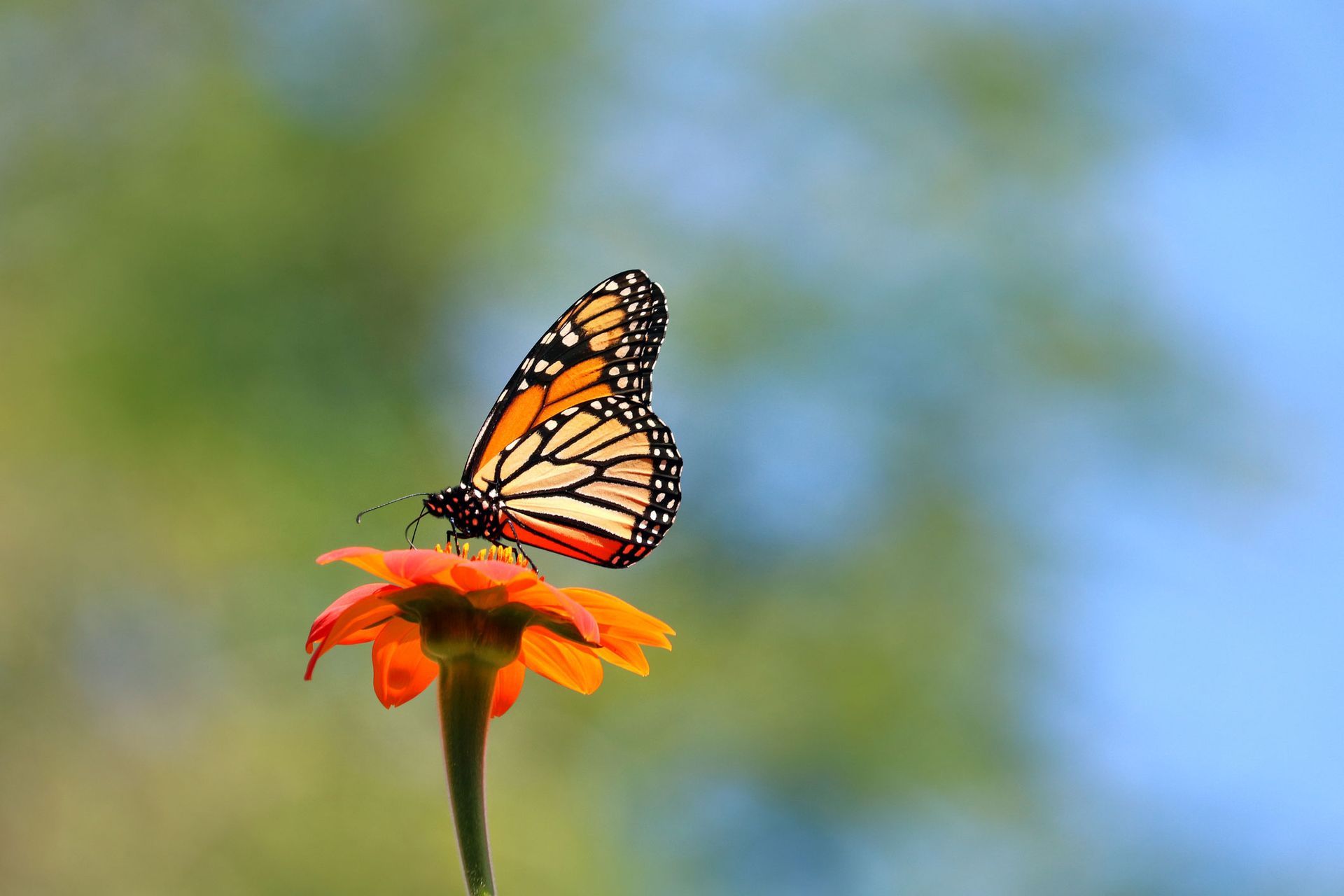Butterfly Above The Flower | Brea, CA | Accord Cremation & Burial