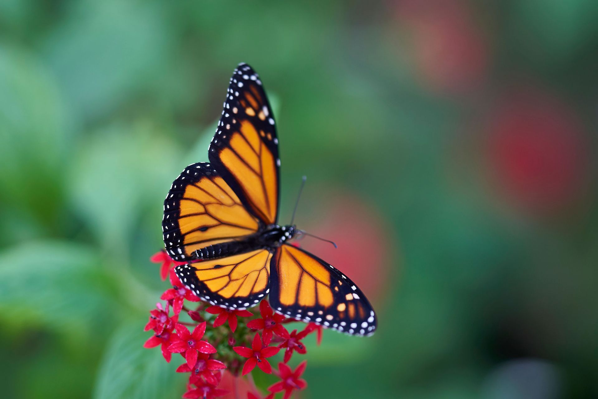 Butterfly In The Red Flower | Brea, CA | Accord Cremation & Burial