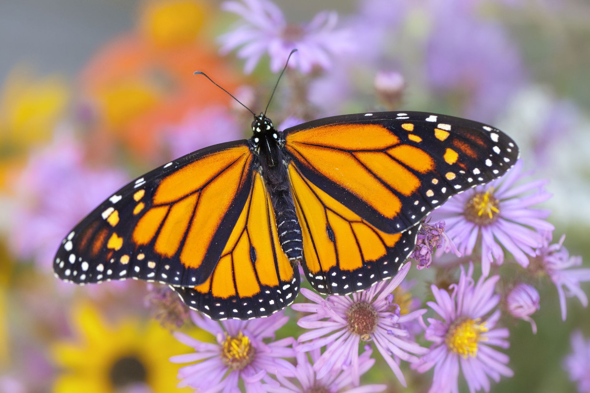 Butterfly Above The Violet Flower | Brea, CA | Accord Cremation & Burial Butterfly Above The Violet Flower | Brea, CA | Accord Cremation & Burial