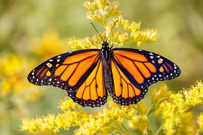 Monarch on yellow flowers Monarch on yellow flowers