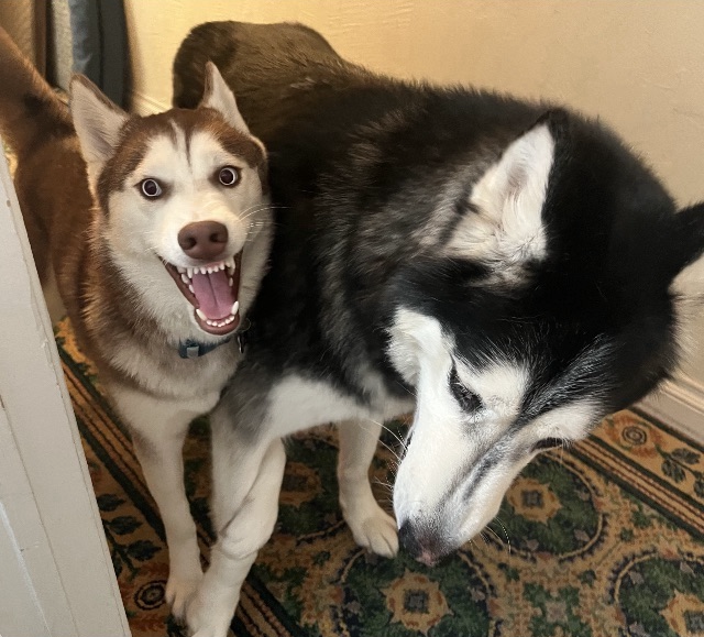 Accord Huskies