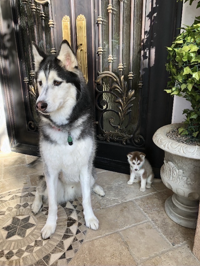 Accord Huskies