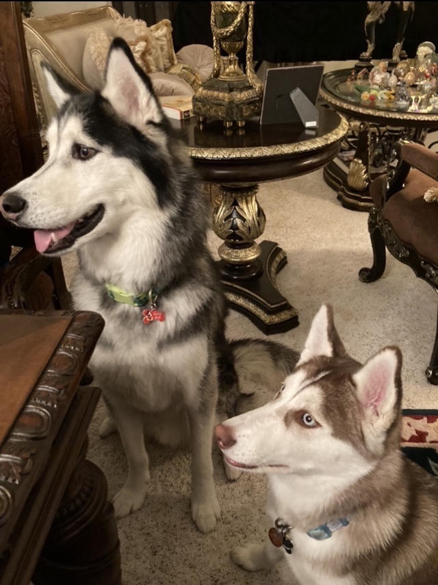 Accord Huskies