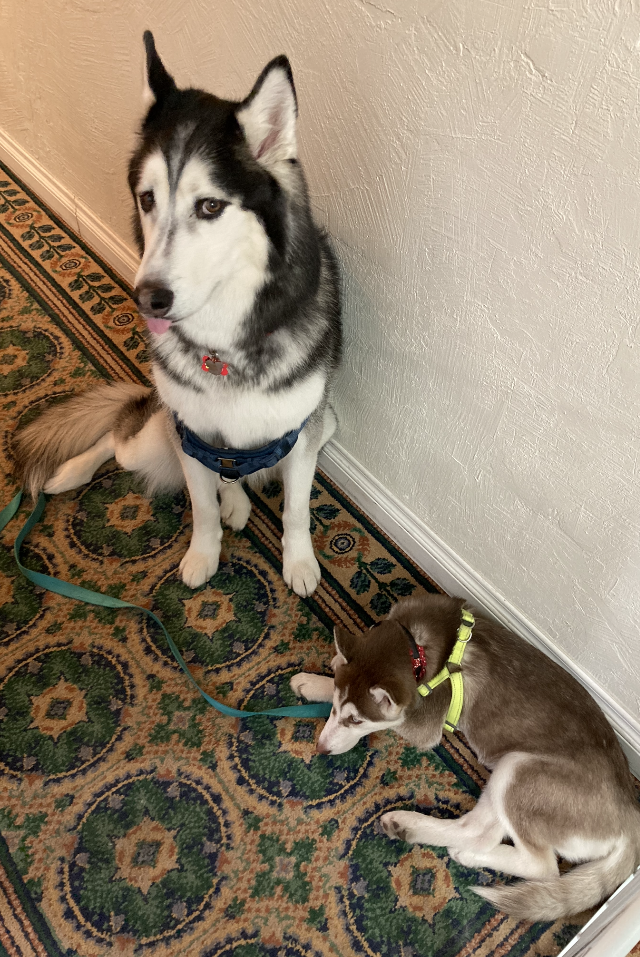 Accord Huskies