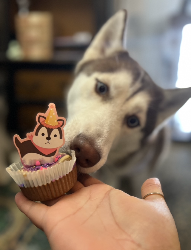 Accord Huskies