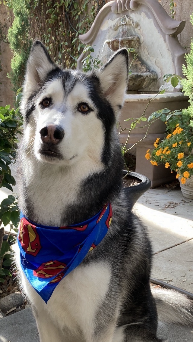 Accord Huskies