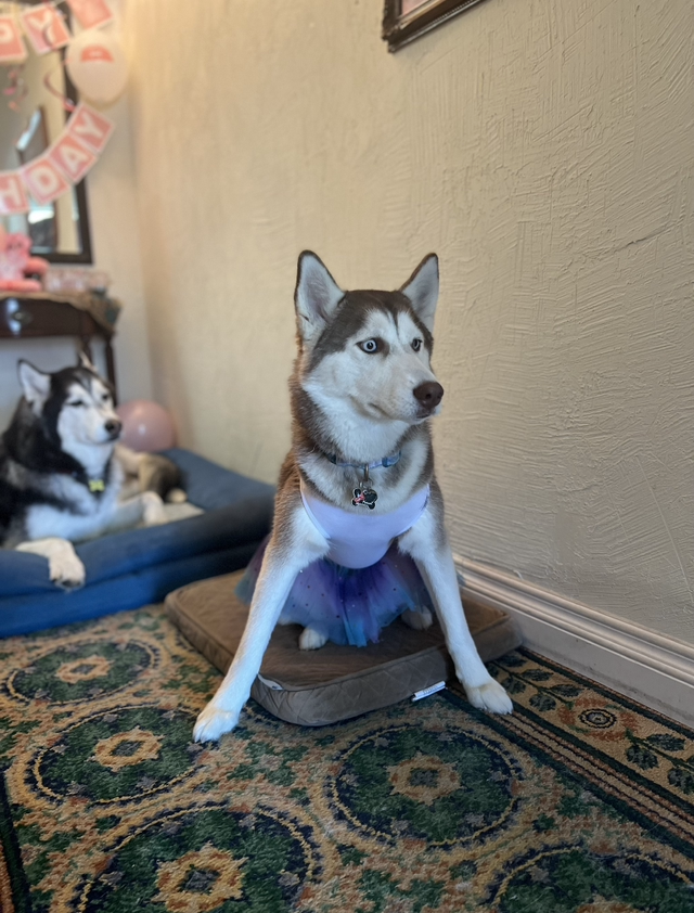 Accord Huskies