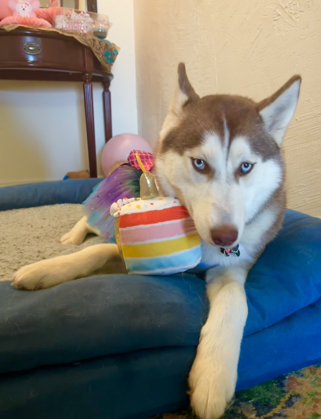 Accord Huskies