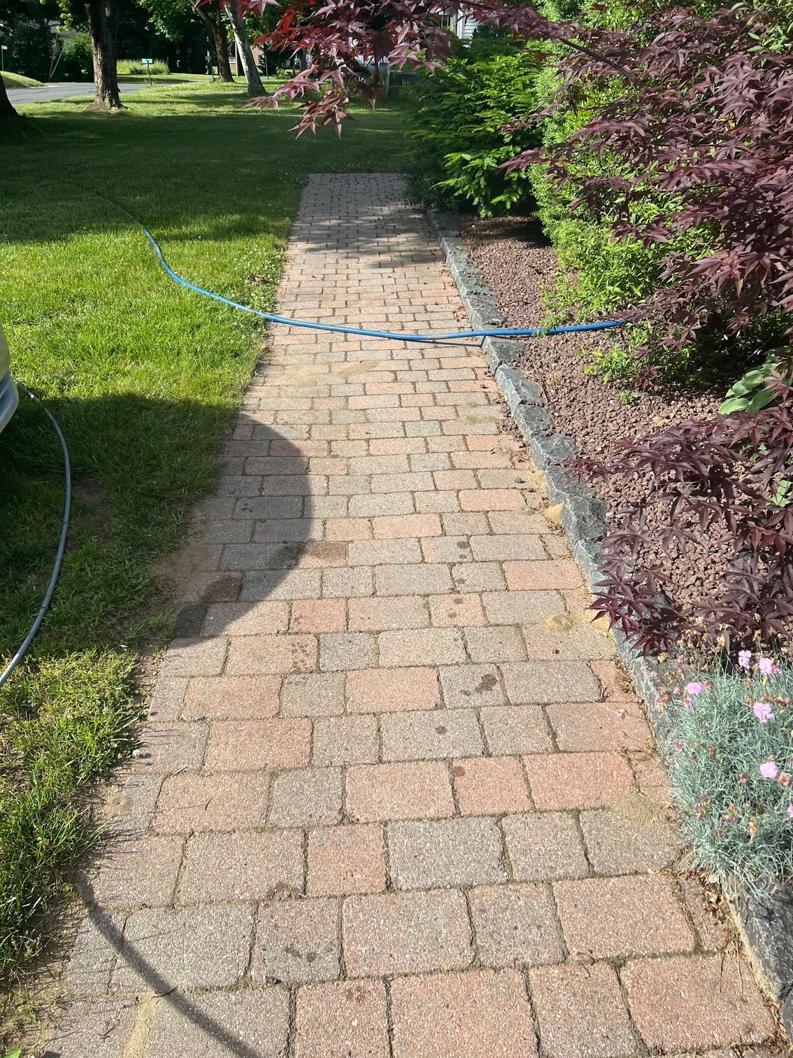 Brick walkway bordered by green grass and bushes. A blue hose runs along the walkway.