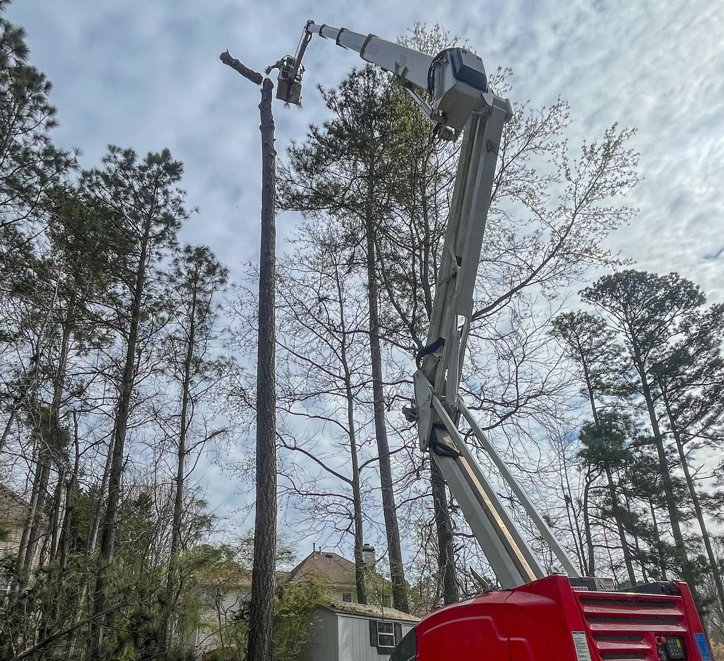 A red bucket truck extends its boom to reach the top of a tall, thin tree being trimmed in a residential yard.