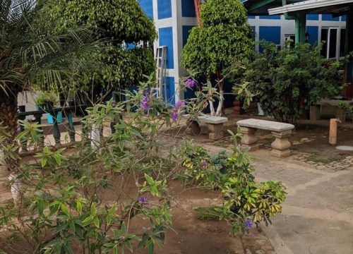Jardin avec une végétation luxuriante, des fleurs violettes, des bancs en béton et un bâtiment bleu et blanc en arrière-plan.