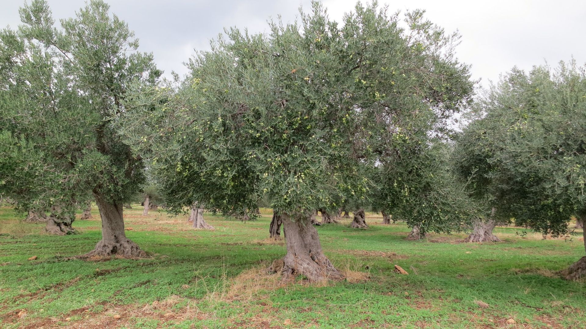 RAVIDA Olivenöl – Herkunft Sizilien, Italien, Premiumqualität