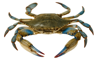 Blue crab on Hilton Head Island as seen on crab boat tour