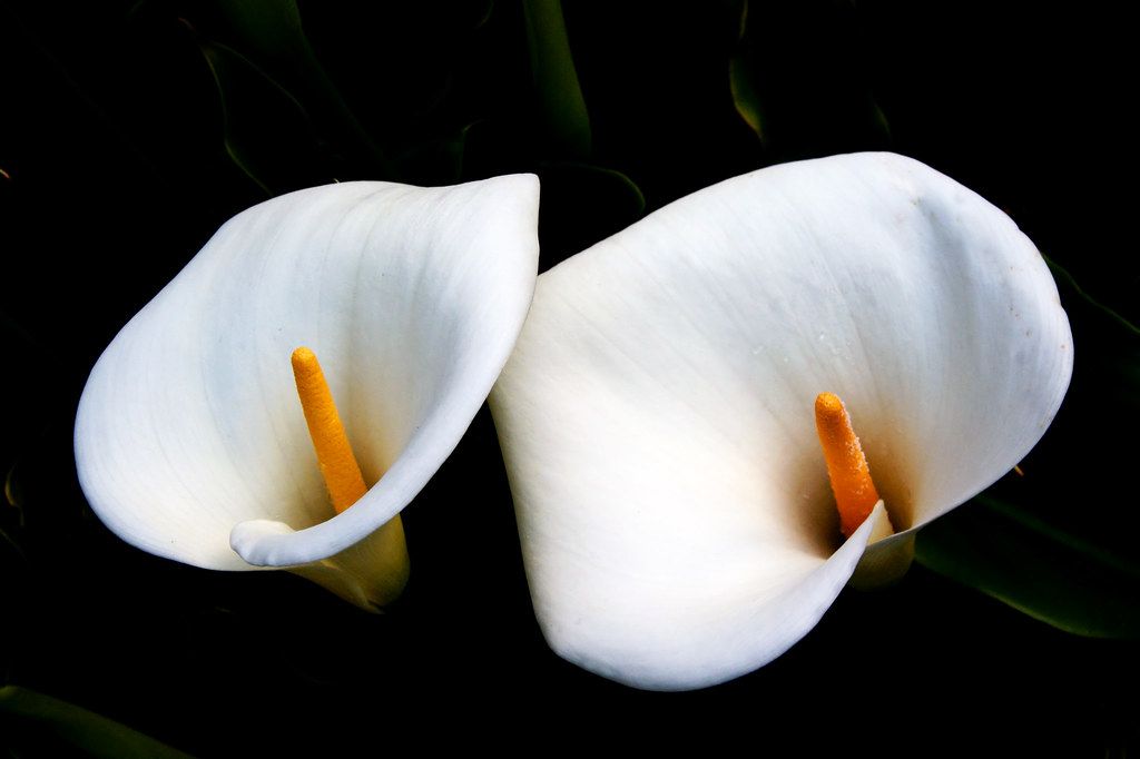 Three pink calla lilies bloom amongst lush green foliage within a circular frame.
