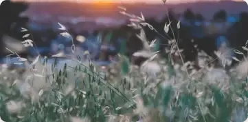 Soft focus view of tall grasses in a field at sunset, with a blurred landscape in the background.