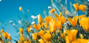 A vibrant field of golden-orange California poppies blooming against a clear, bright blue sky.
