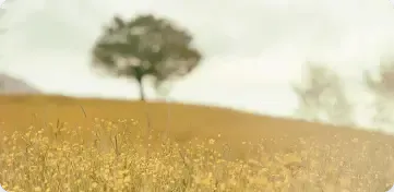 A lone tree stands atop a gentle, sunlit golden hill covered in small yellow wildflowers under a hazy, soft sky.