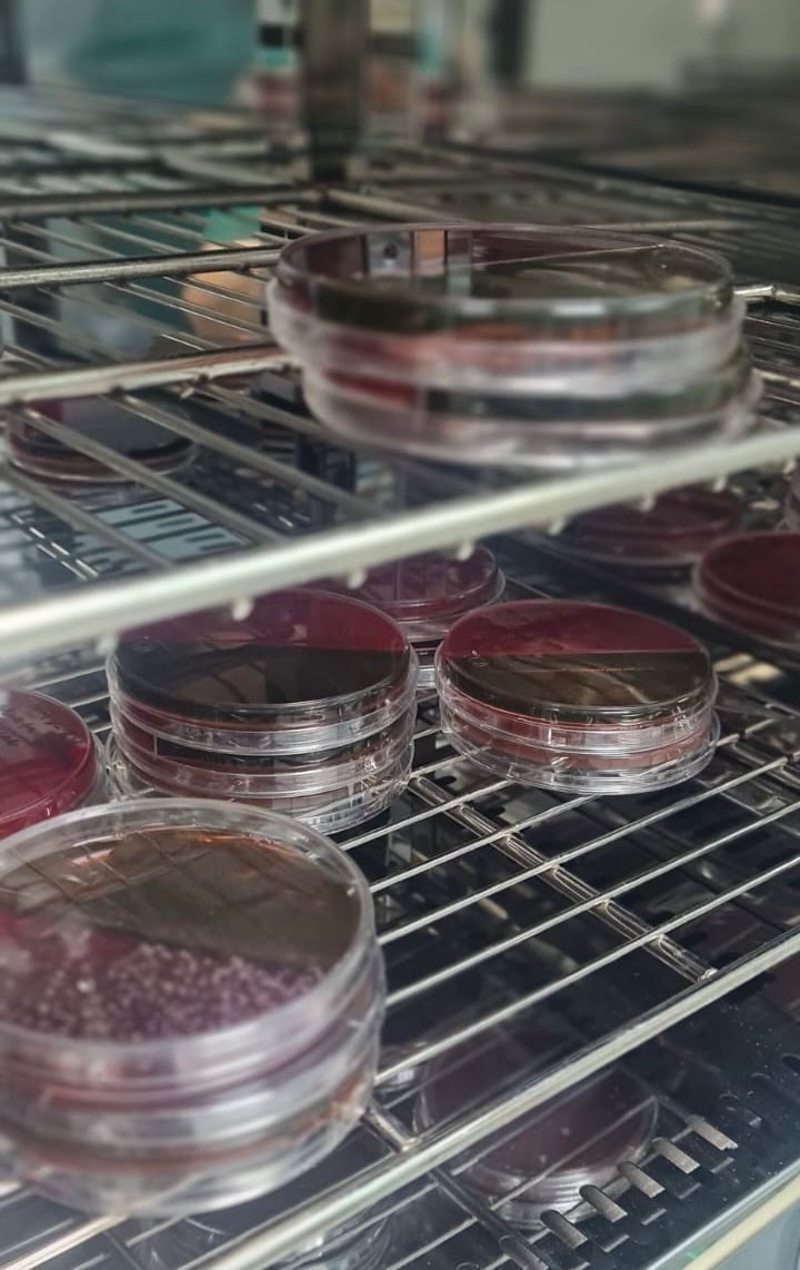 BIOQUÍMICA E IMAGEN DEL NOROESTE - Hematología BIOQUÍMICA E IMAGEN DEL NOROESTE - Bacterología
