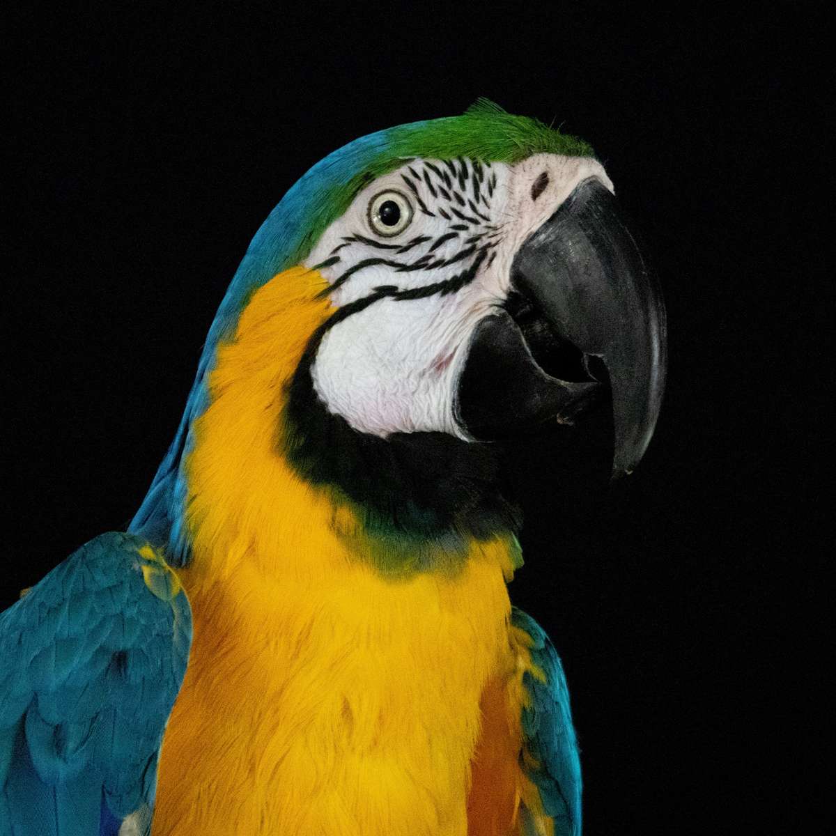Exotic Avian Portraiture with Milford Photo