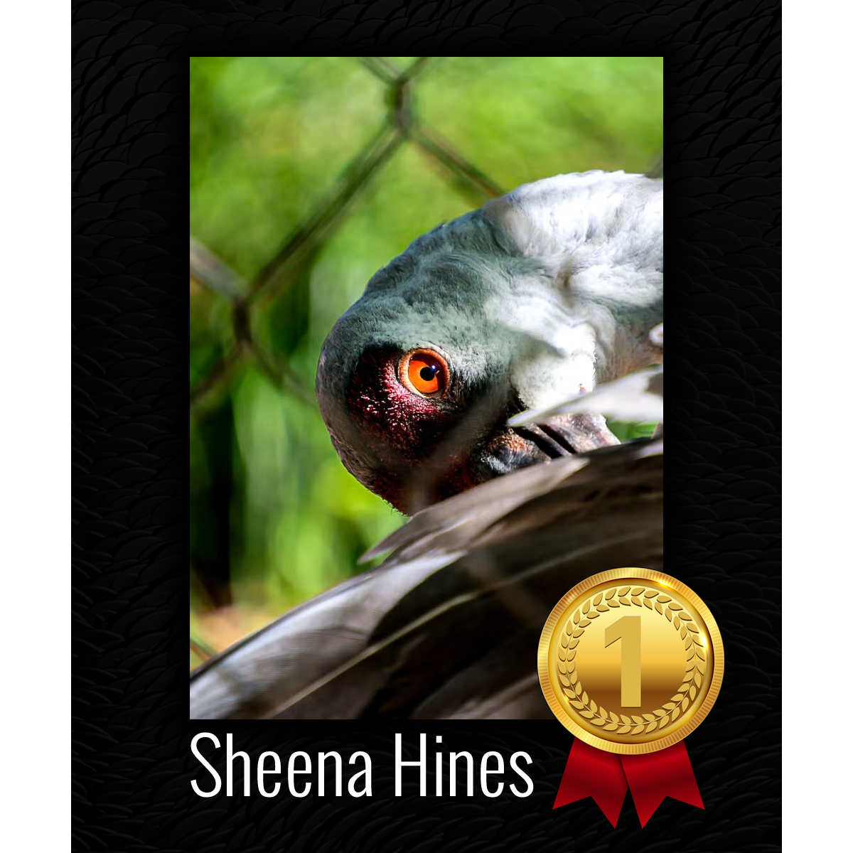 Connecticut's Beardsley Zoo | Photo Contest | 1st Place Winner Sheena Hines