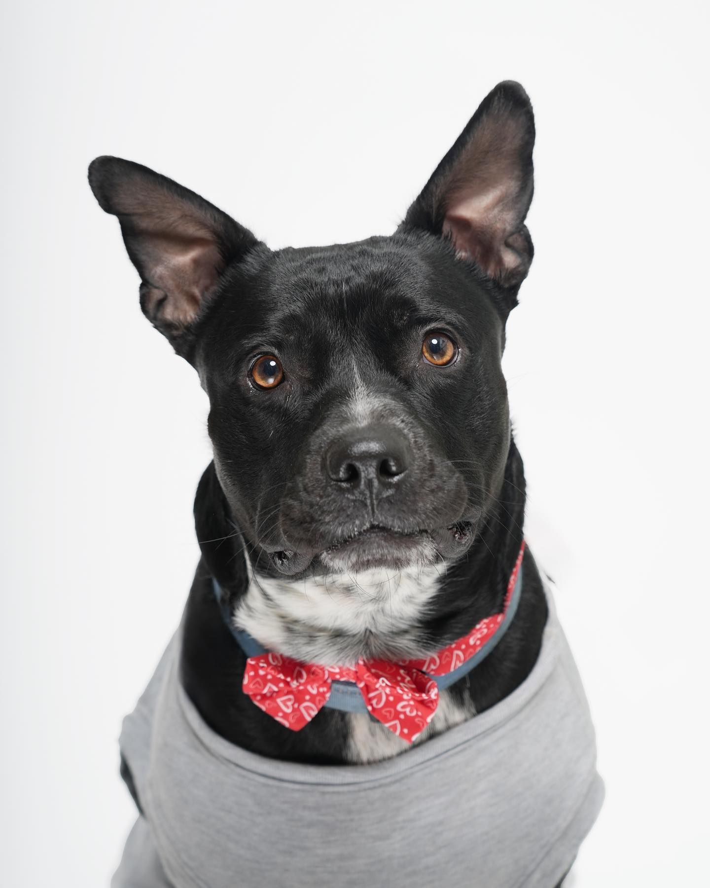 Pet Portraits at Milford Photo