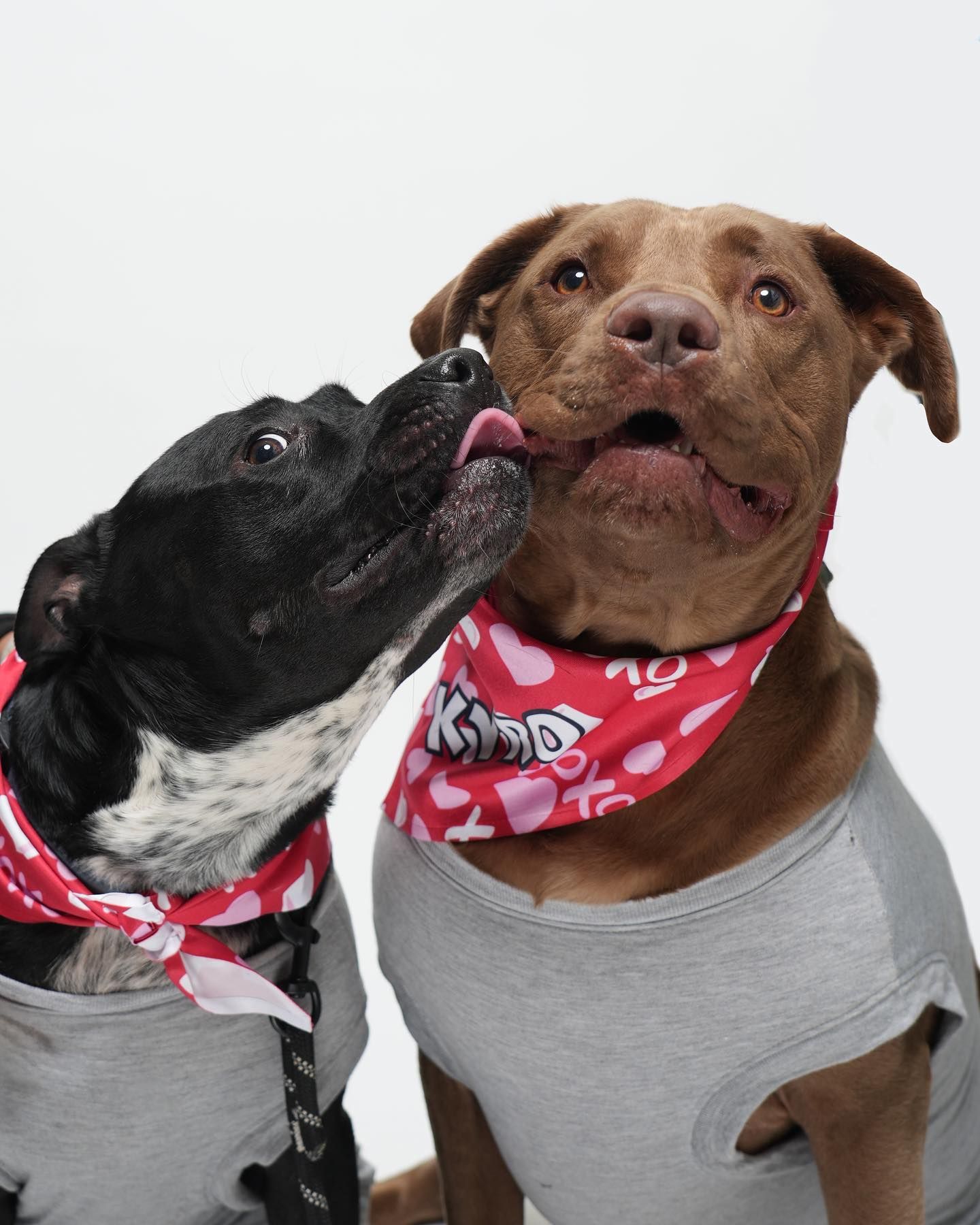Pet Portraits at Milford Photo