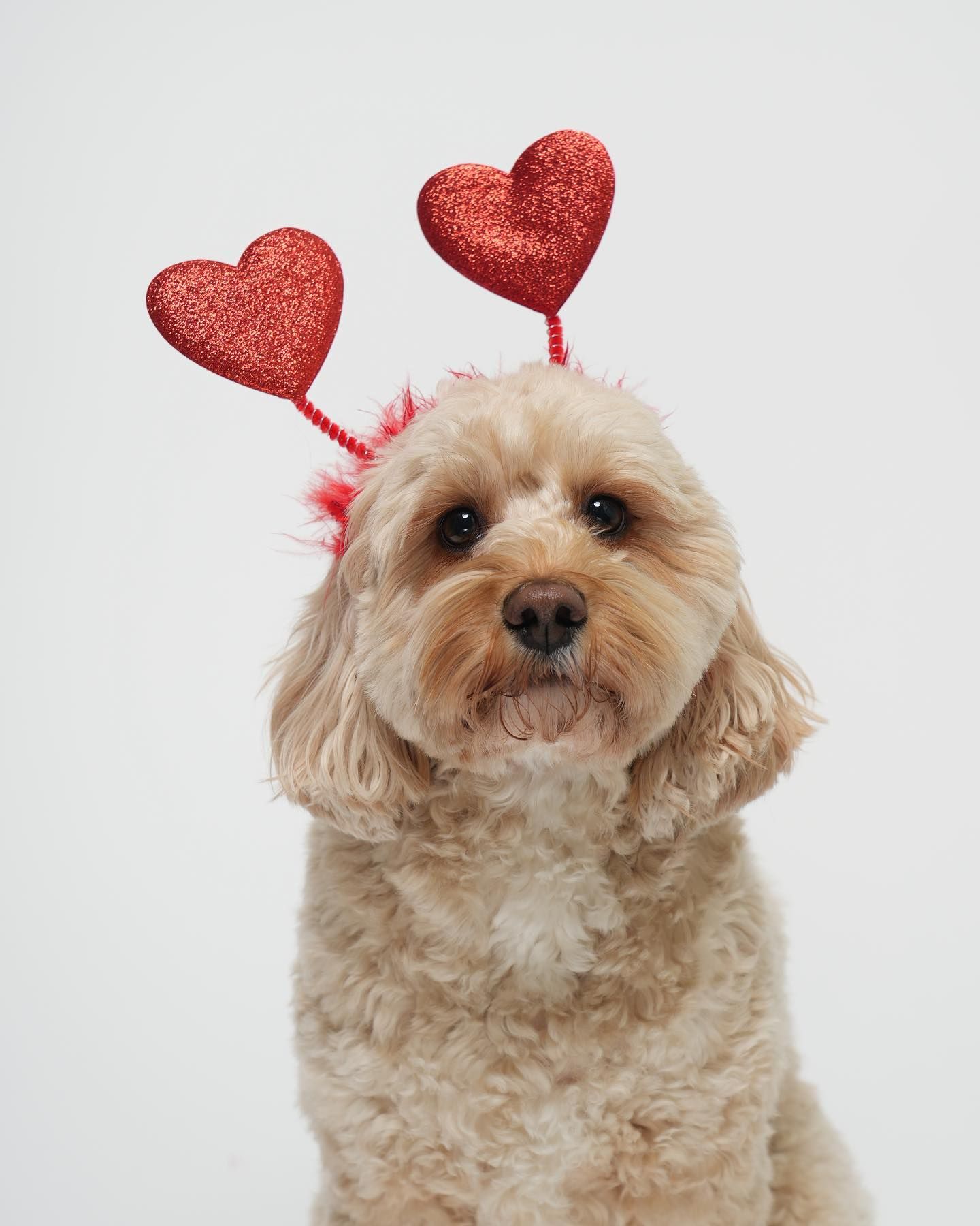 Pet Portraits at Milford Photo