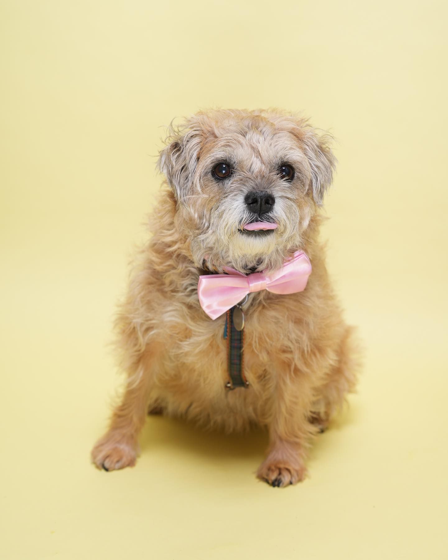 Pet Portraits at Milford Photo