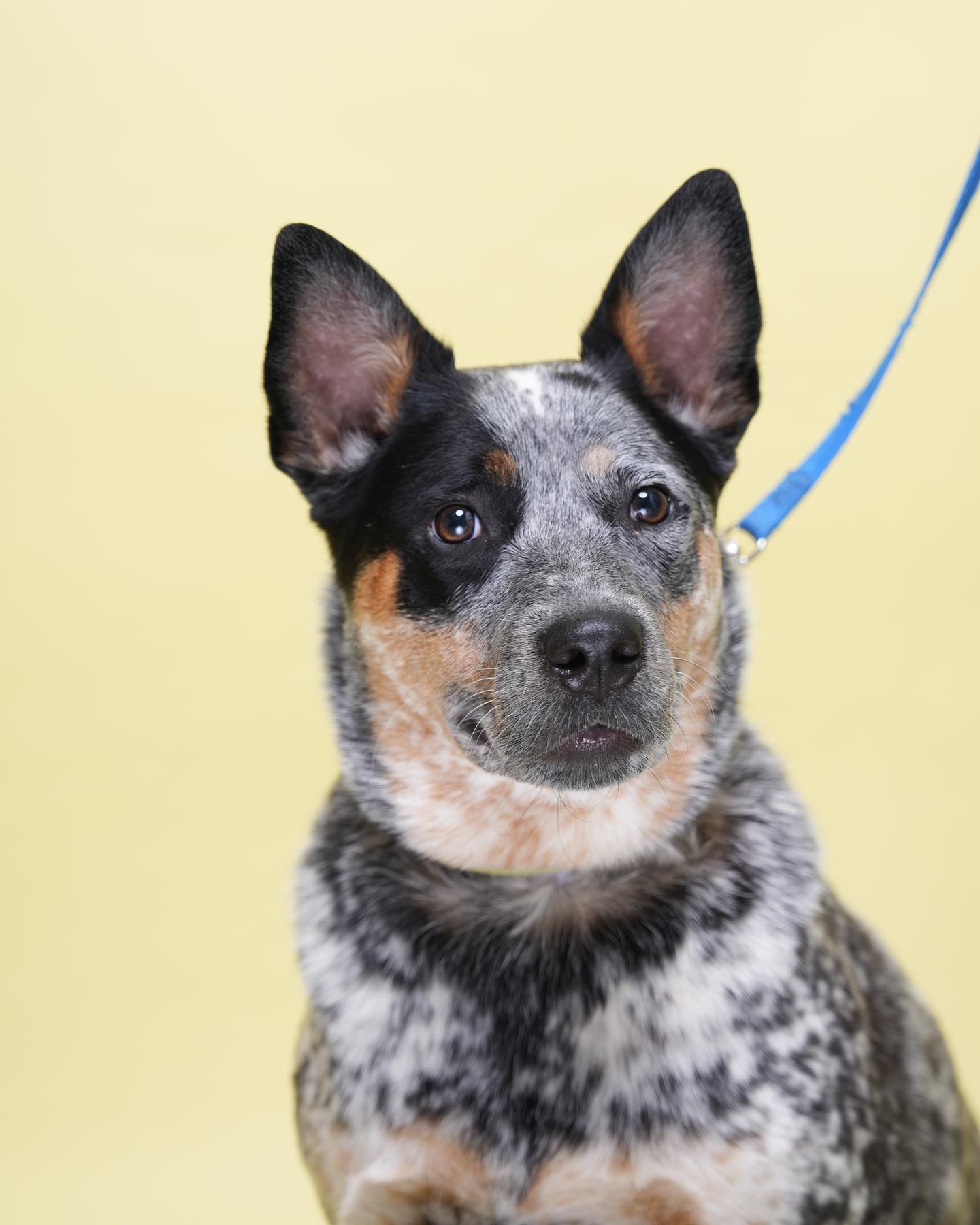 Pet Portraits at Milford Photo