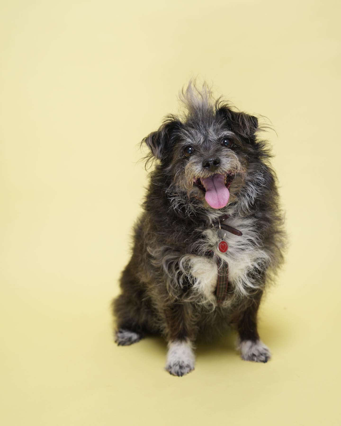 Pet Portraits at Milford Photo