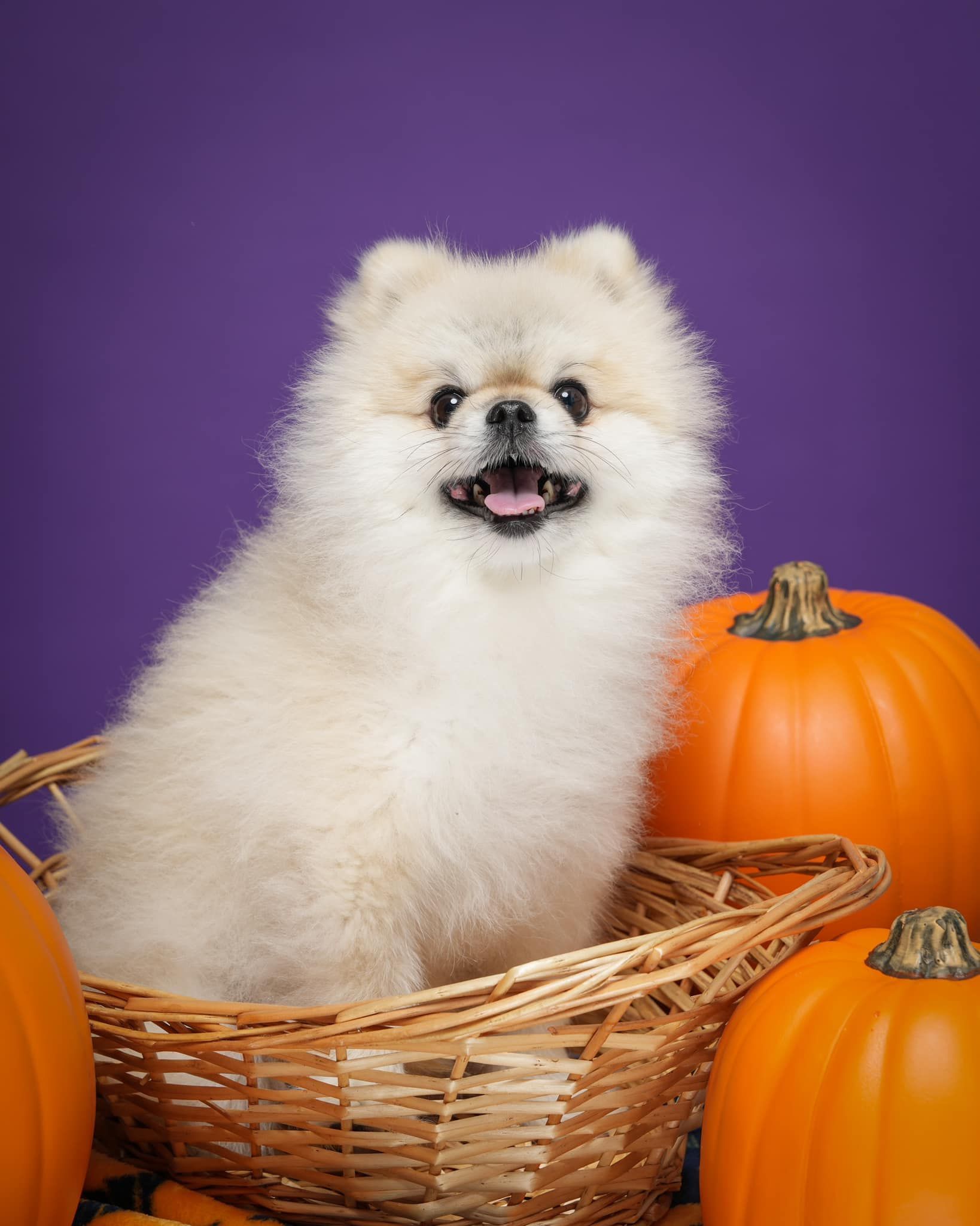 Pet Portraits at Milford Photo