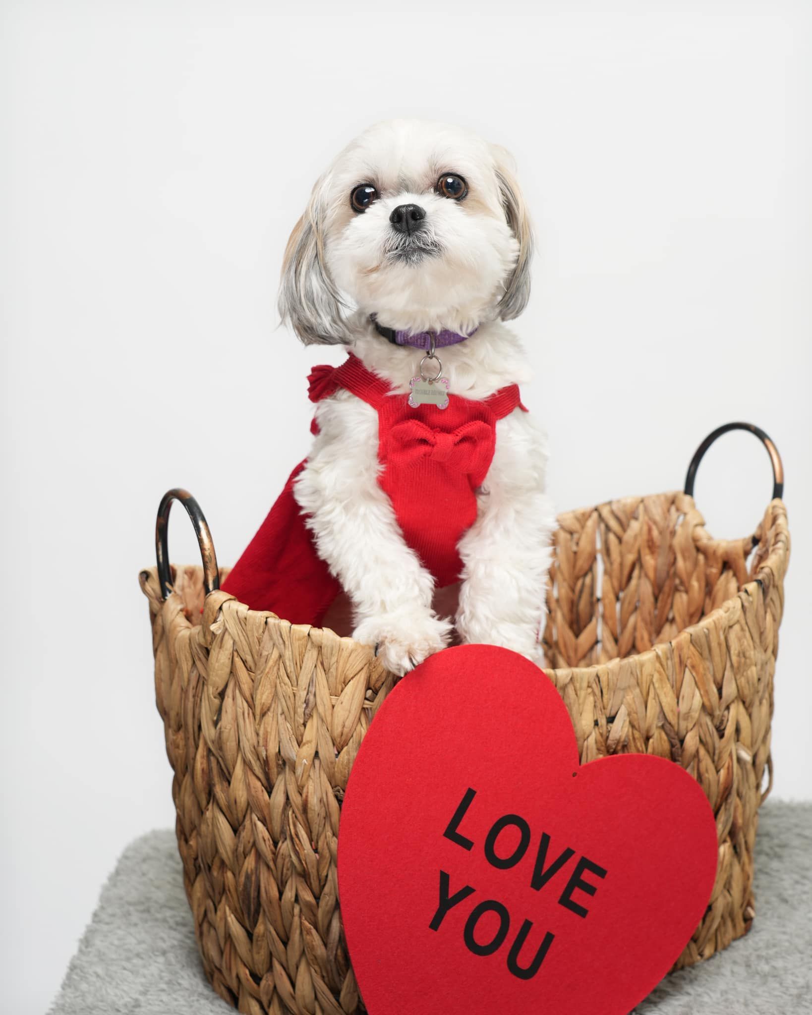 Pet Portraits at Milford Photo