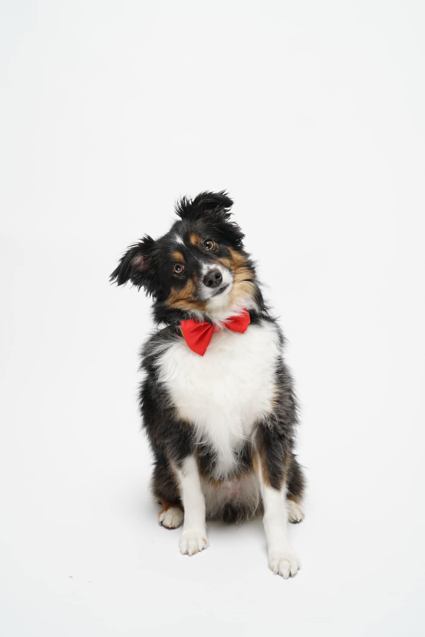 Pet Portraits at Milford Photo