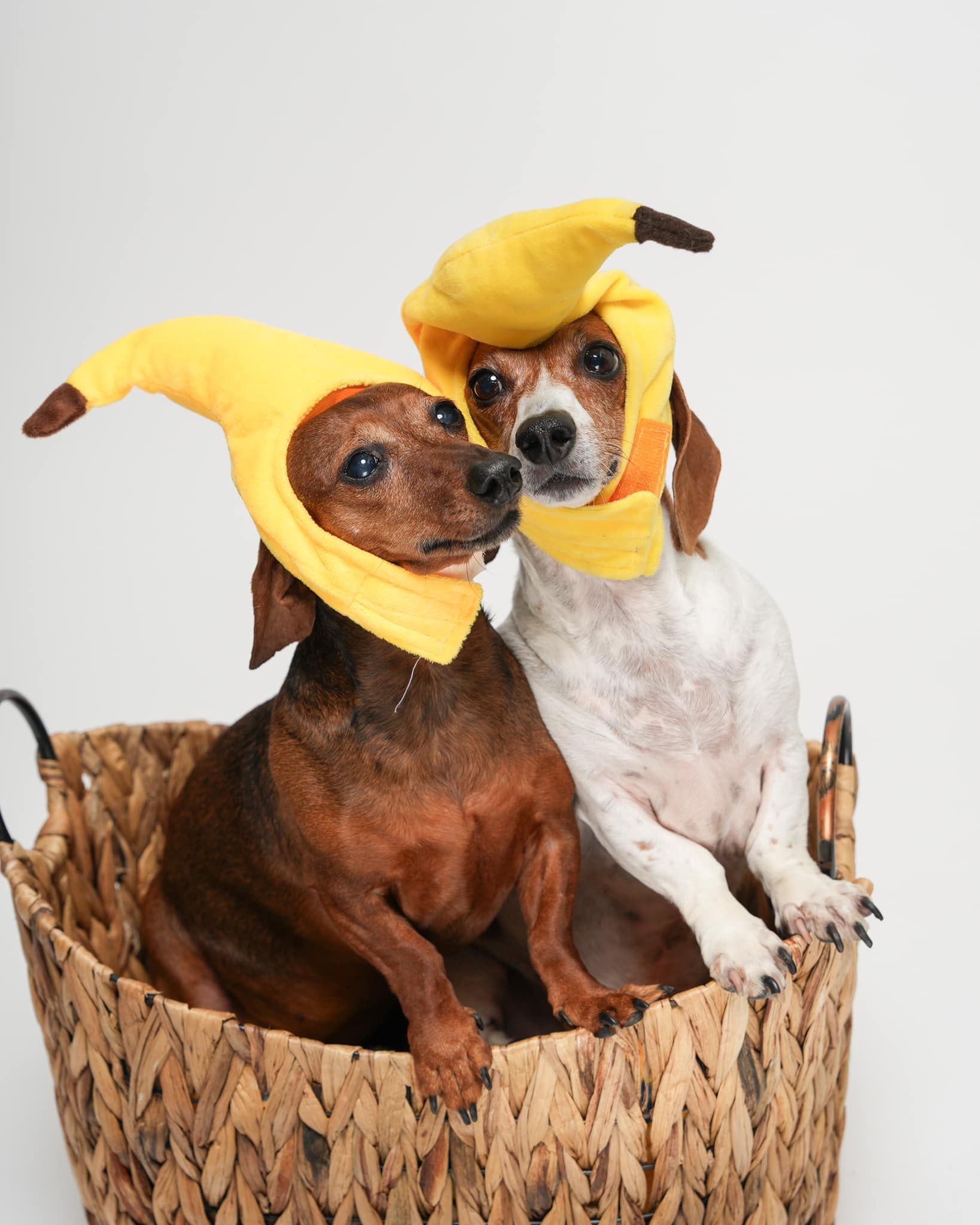 Pet Portraits at Milford Photo