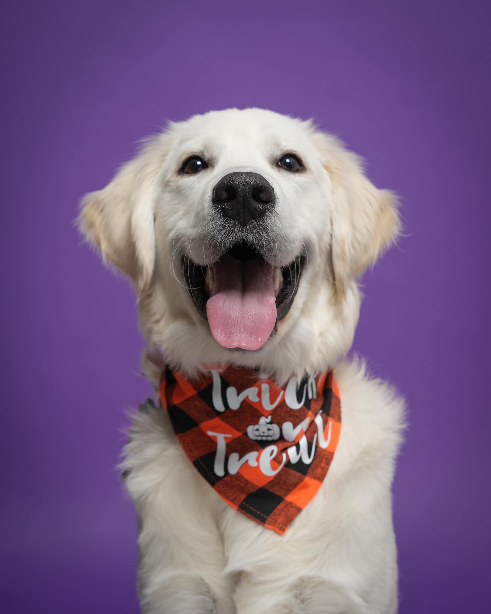 Pet Portraits at Milford Photo