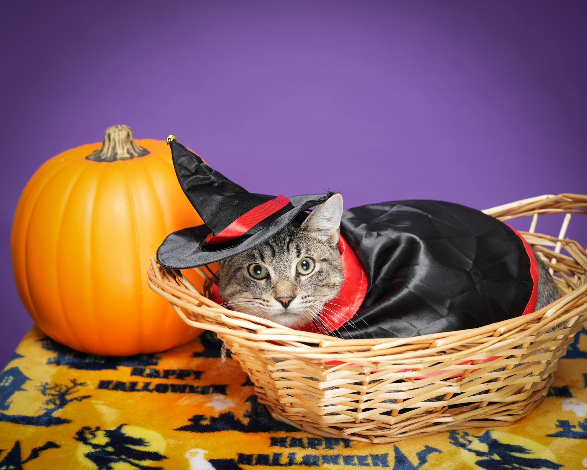 Pet Portraits at Milford Photo