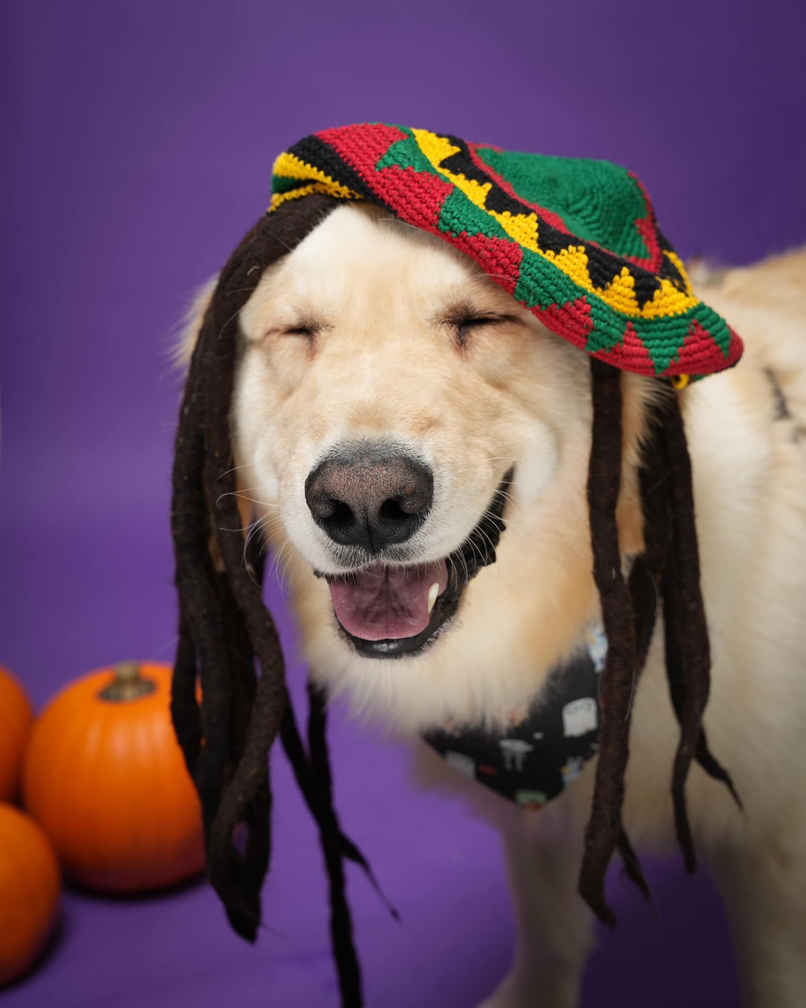 Pet Portraits at Milford Photo
