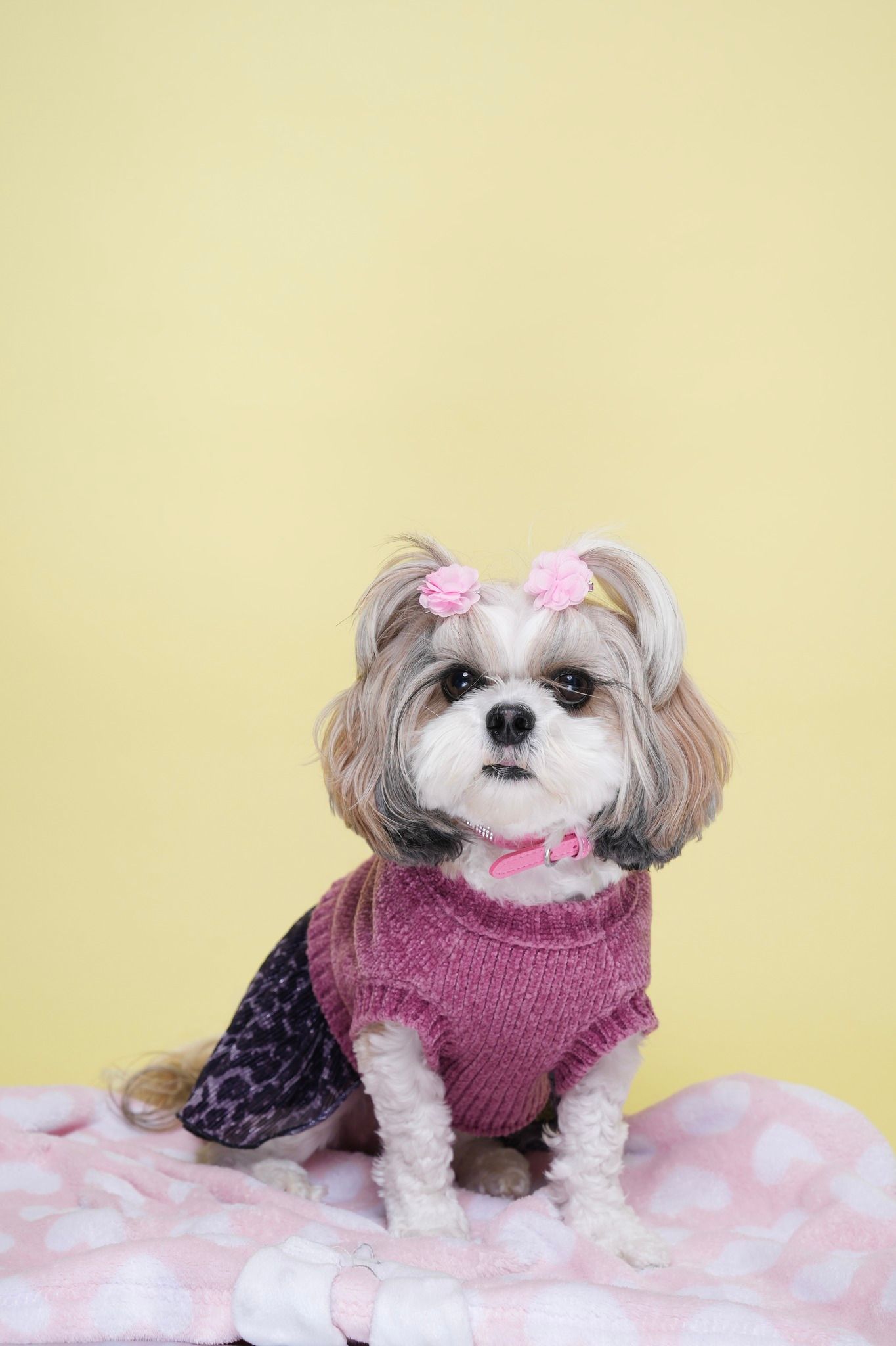 Pet Portraits at Milford Photo