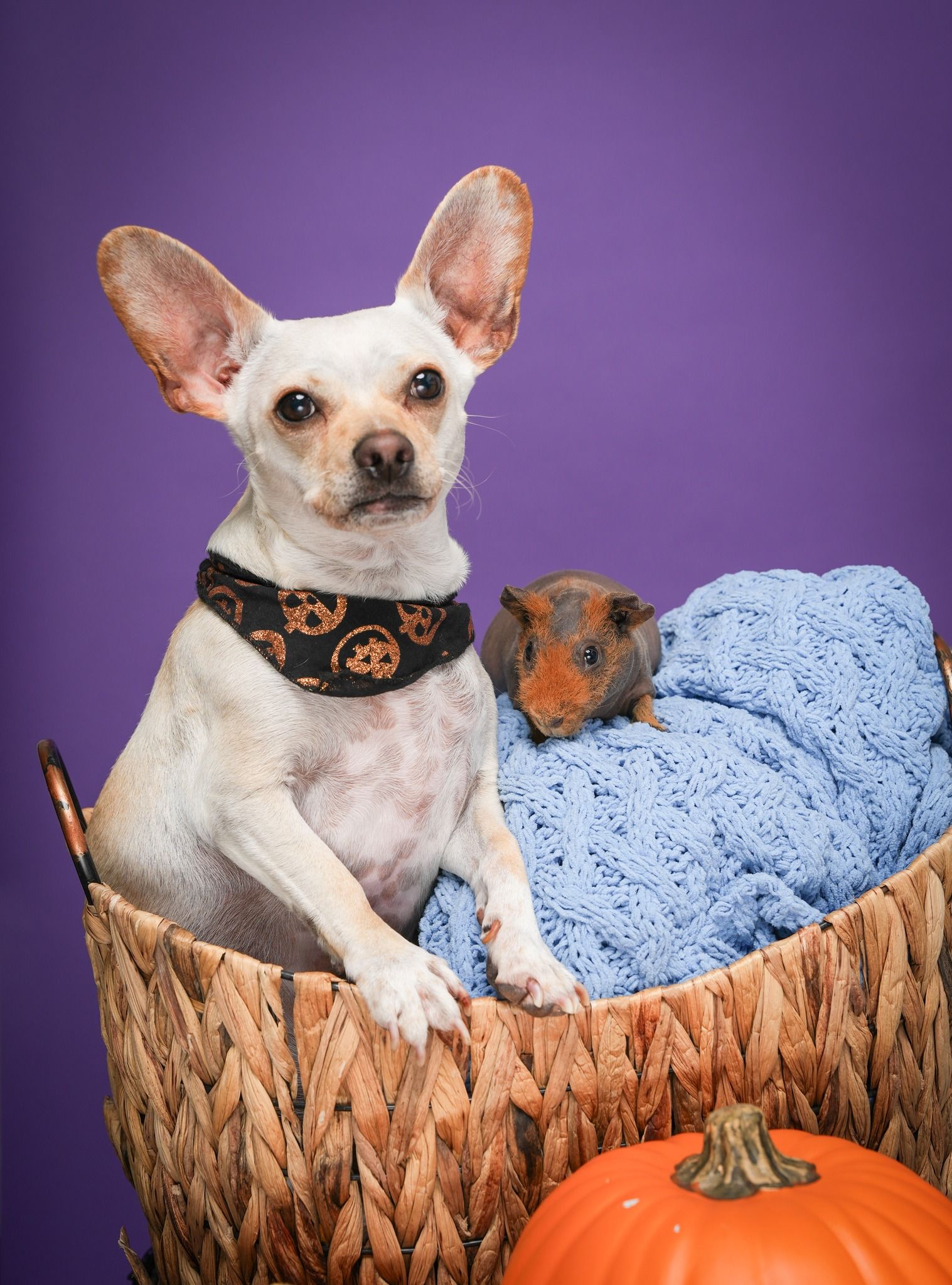 Pet Portraits at Milford Photo