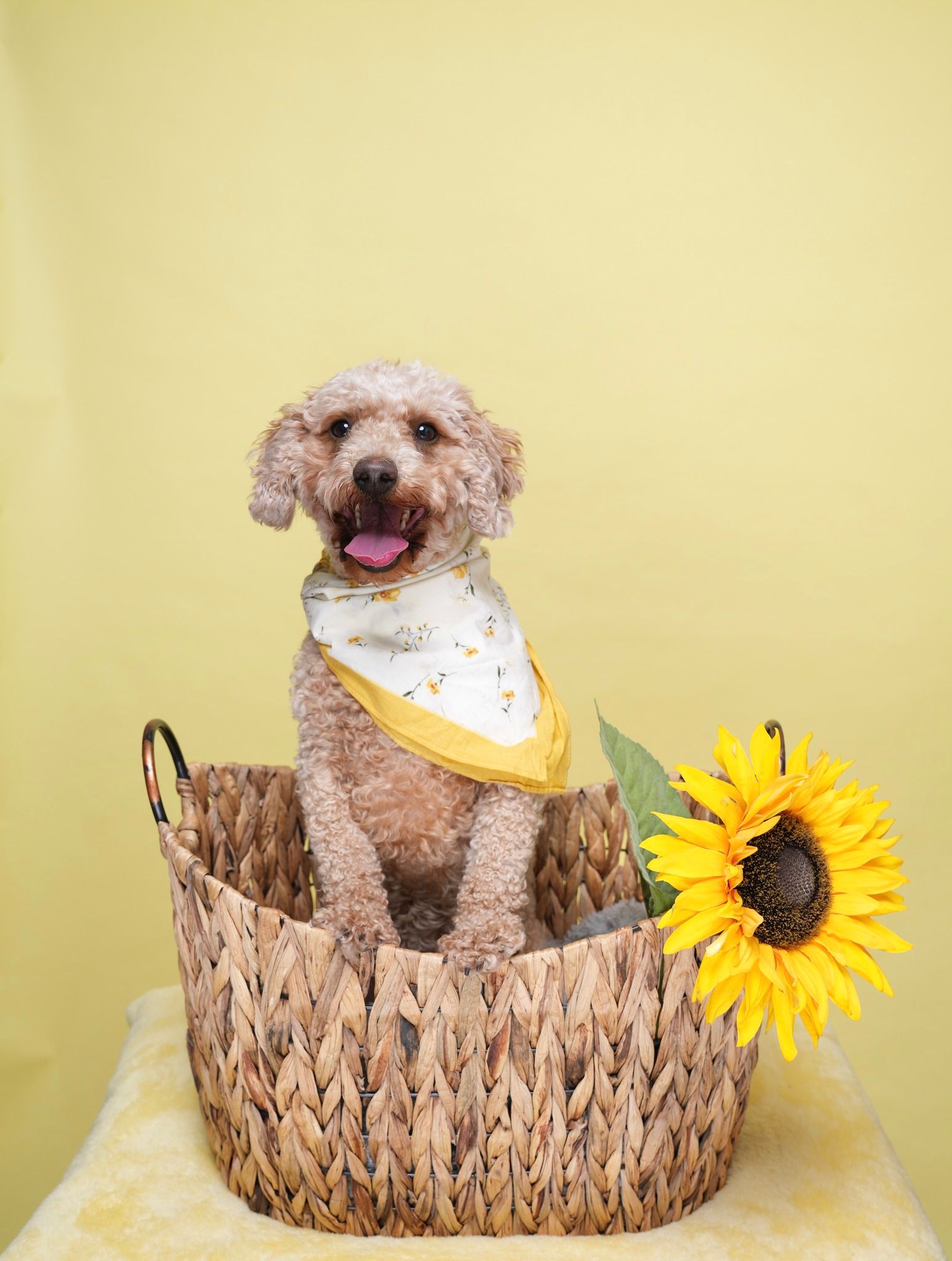Pet Portraits at Milford Photo