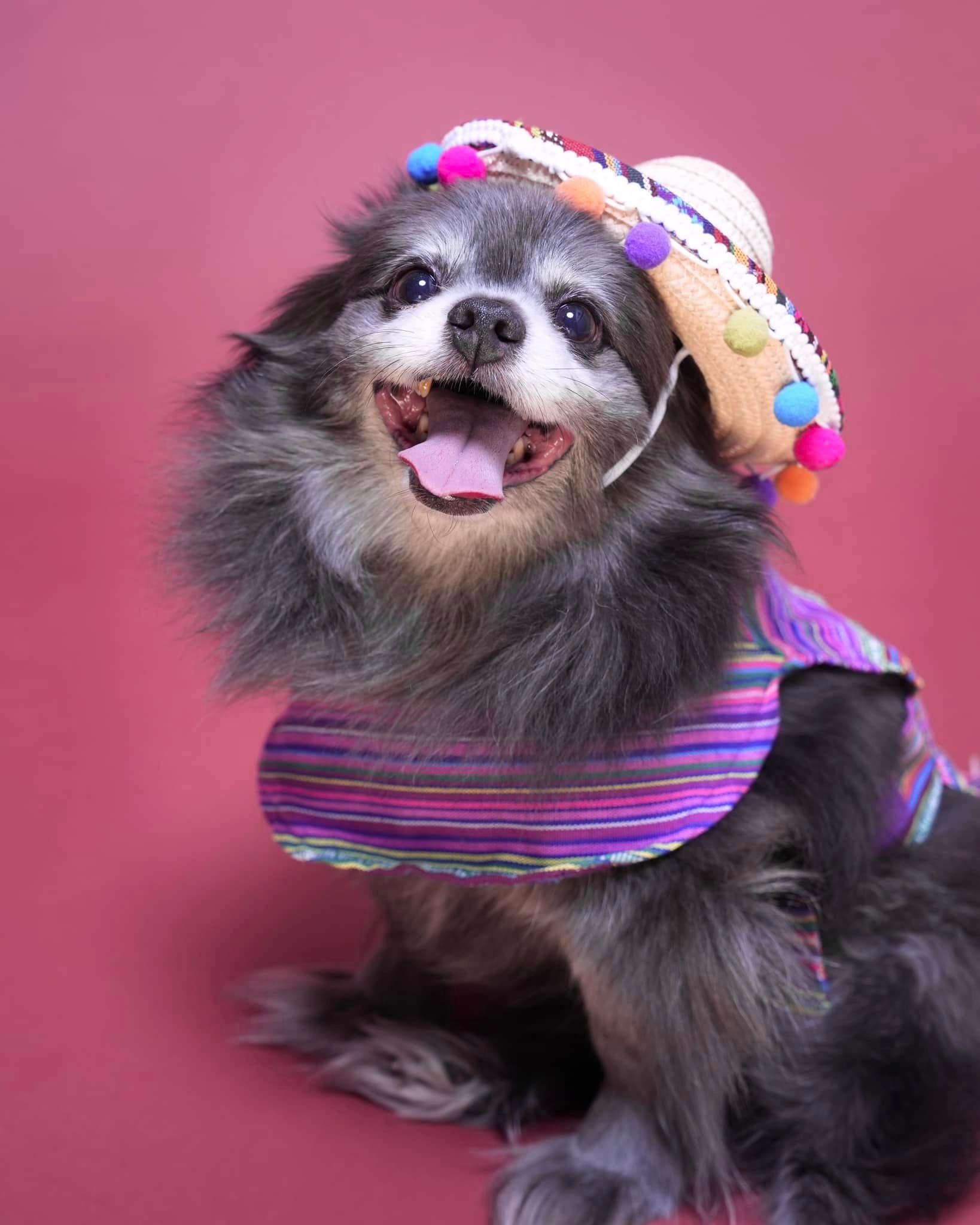 Pet Portraits at Milford Photo
